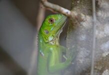 Invasive green hatchlings could prove a nuisance in September