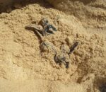 DoE issues warning after turtle nest tampering