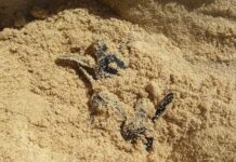 DoE issues warning after turtle nest tampering