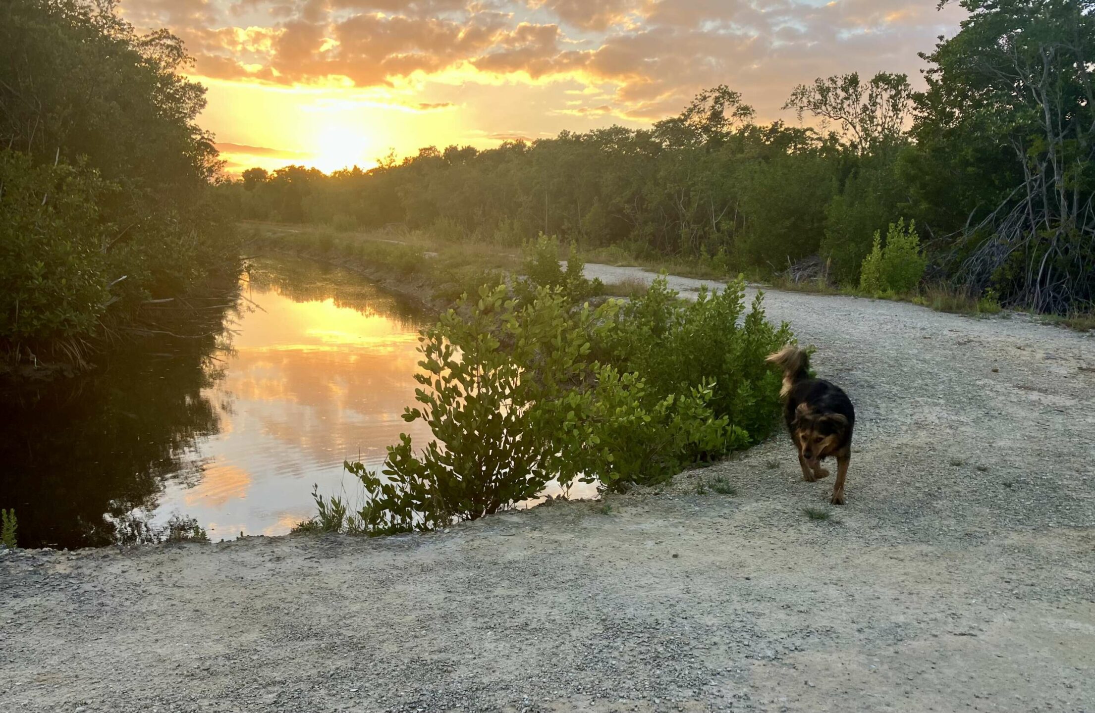 Canals built by the Mosquito Research and Control Unit served a dual purpose of absorbing floodwater. But the NRA says many have been filled in and those that remain are on private land and are not protected. - Photo: James Whittaker
