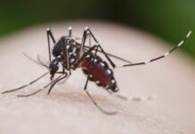 Easy tips to reduce mosquito numbers this rainy season Mosquito