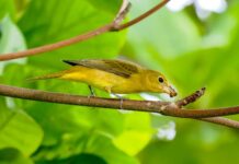 Rare birds flock to Cayman in wake of Hurricane Helene