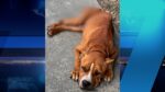 Severely malnourished dog’s rescue renews call for action Severely malnourished dog Fisher was rescued on Friday morning. - Photo: Supplied