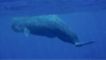 Sperm whale encounter surprises Cayman tour boat Sperm Whale, Cayman Islands