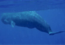 Sperm whale encounter surprises Cayman tour boat Sperm Whale, Cayman Islands