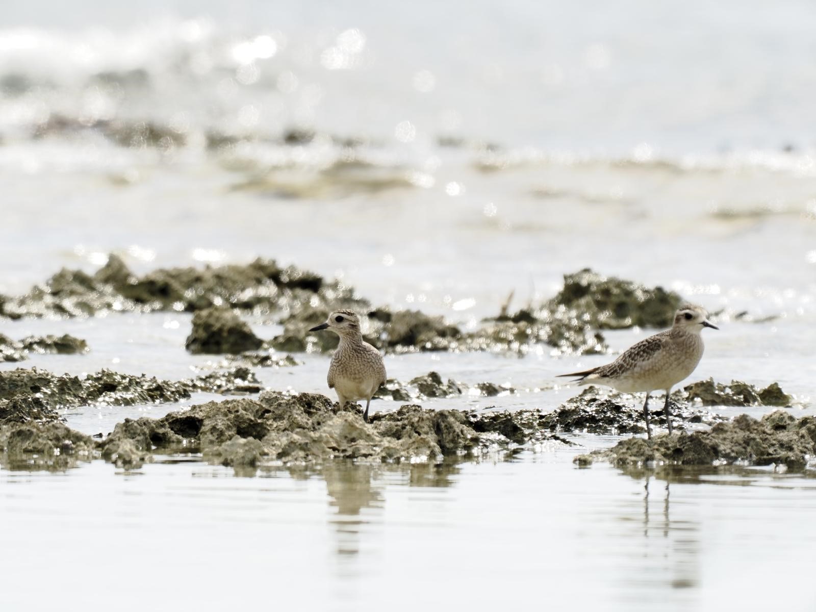 American Golden Plovers credit Tonja Wight