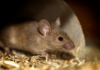Rising rat population threatens native species on Little Cayman