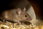 Rising rat population threatens native species on Little Cayman