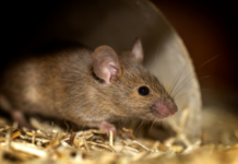 Rising rat population threatens native species on Little Cayman