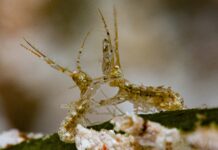 Teeny shrimp-like critter identified in Cayman for first time