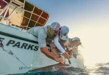 DoE conservation project tracks shark movement and behaviour DoE researchers are studying shark behaviour at deeper depths than ever. - Photo: James Dartnall