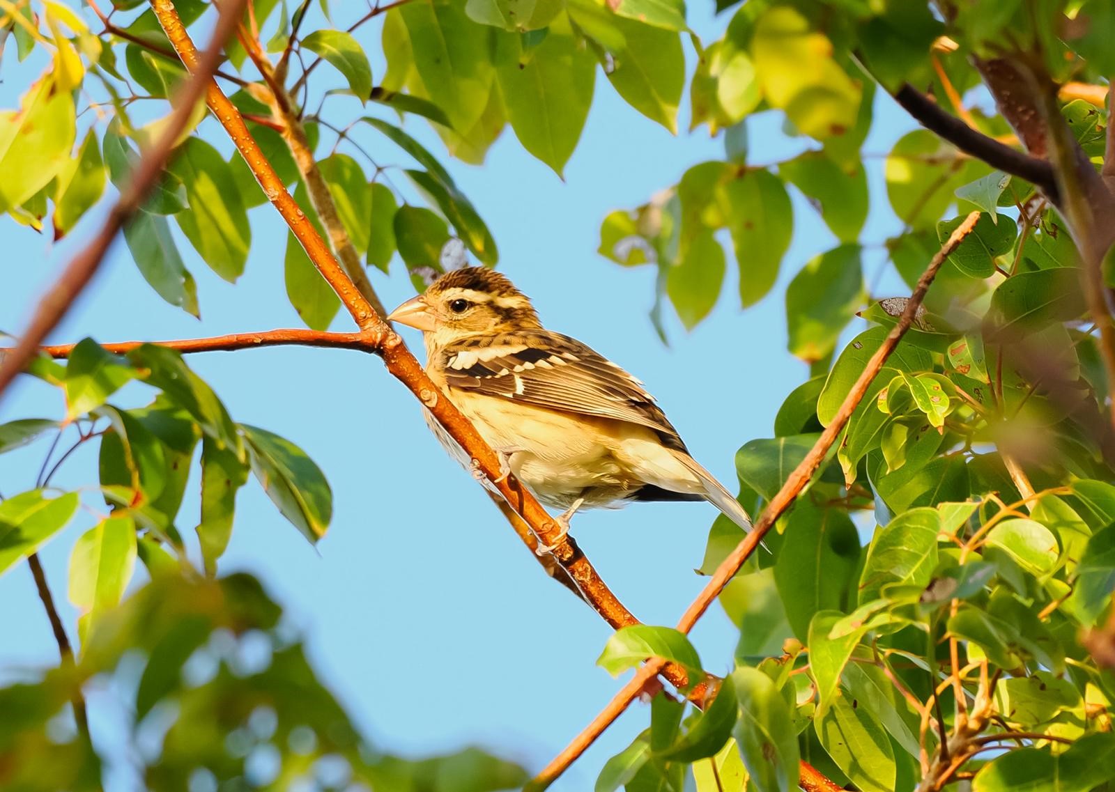 Early rising Birdwatchers Spot 123 Species In Single Day Global Event early-rising-birdwatchers-spot-123-species-in-single-day-global-event