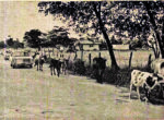 50 years ago: Development and Planning Law; cows on the road
