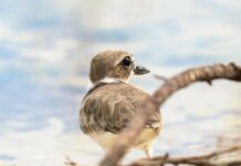 Early-rising birdwatchers spot 123 species in single day global event birdwatchers