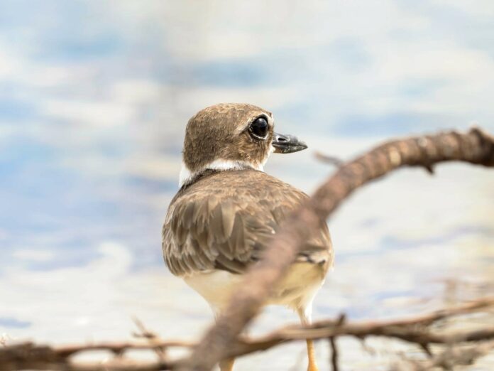 Wilson’s Plover Credit Tonja Wight birdwatchers