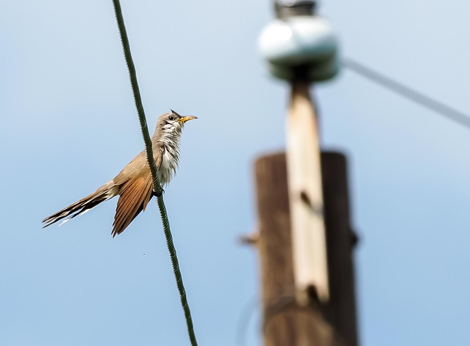 Yellow-billed Cuckoo (very wet after rain storm) credit Tonja Wight