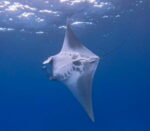 Giant manta ray thrills Cayman divers