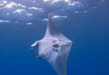 Giant manta ray thrills Cayman divers