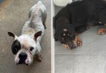Dog owner under investigation in abandonment case These two dogs were found abandoned in West Bay earlier this month.