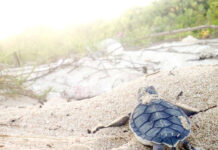 Turtle-friendly lighting push gets a $73k boost
