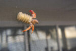 Concern over Cayman’s soldier crabs living in plastic waste