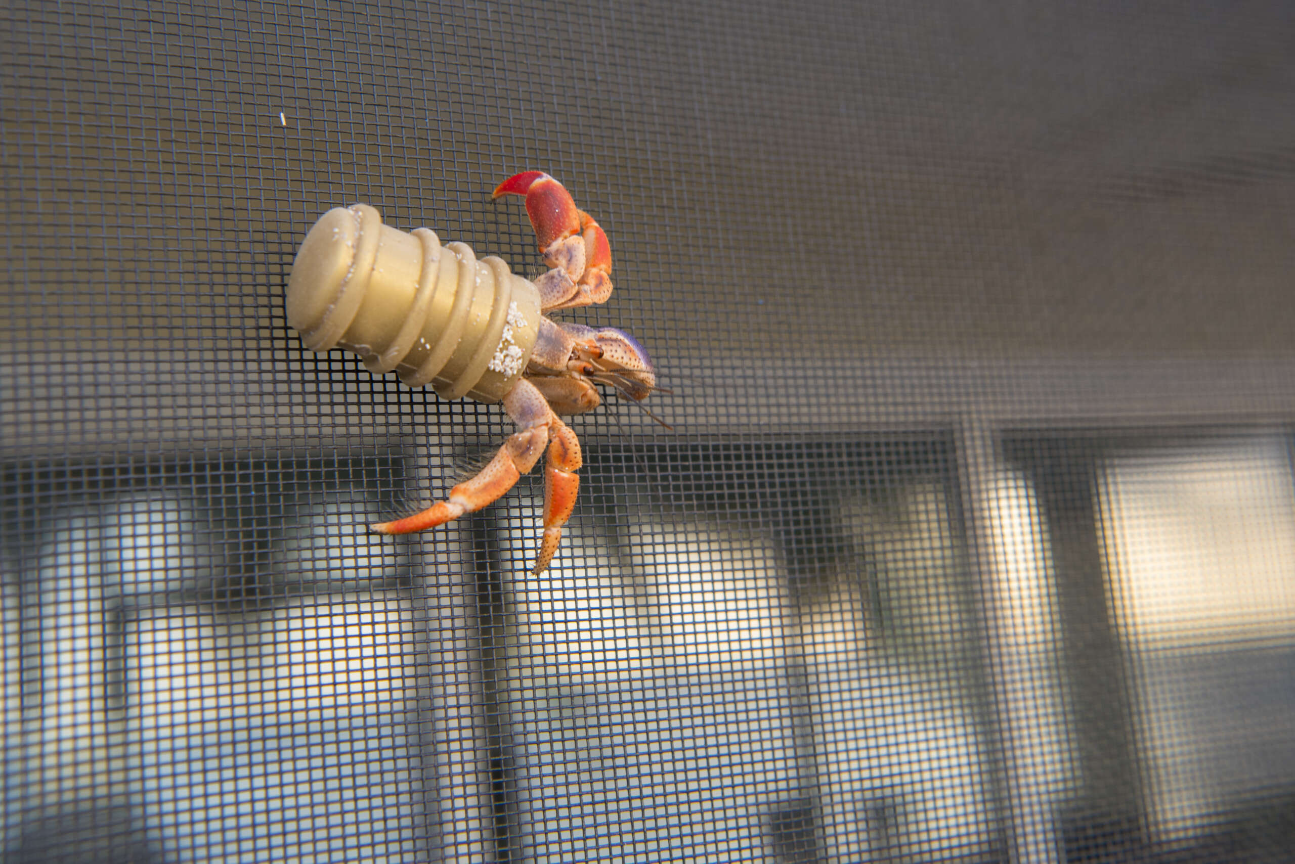 Concern over Cayman’s soldier crabs living in plastic waste