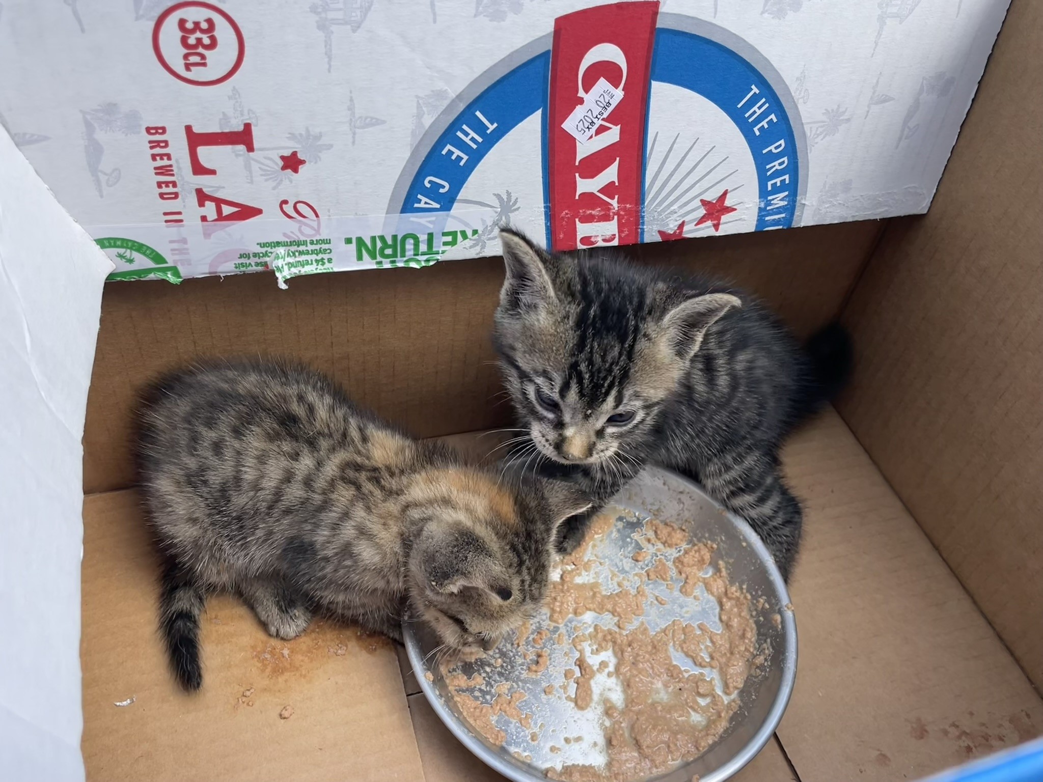 The kittens will be looked after by volunteers during the storm before hopefully finding a more permanent home. - Photo: Sarah Bridge