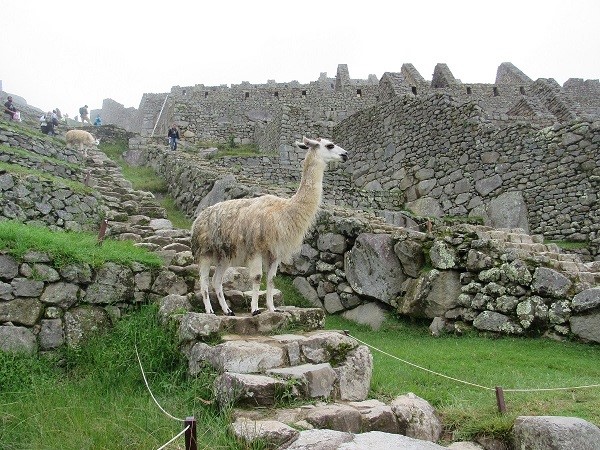 Llama Machu Picchu