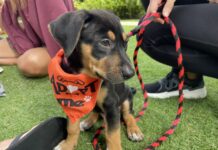 Humane Society celebrates 51st anniversary with puppy power A puppy at the Humane Society event