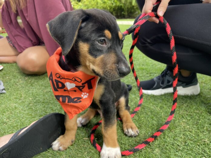 A puppy at the Humane Society event