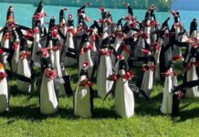 Penguins and reindeer to make appearance at Botanic Park for Christmas Botanic Park