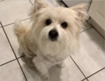 Sniffer dogs, drones and a $5k reward – one family’s search for a beloved pet Spikey the dog