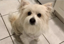 Sniffer dogs, drones and a $5k reward – one family’s search for a beloved pet Spikey the dog