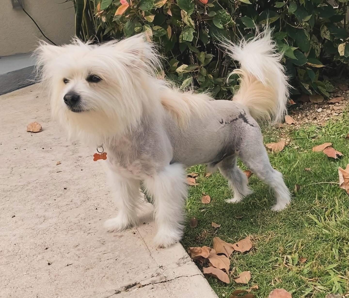 Spikey has a distinctive scar on his left hip.