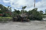 Scale of Rafael’s damage apparent on Brac after storm clouds clear Towering trees like this sea grape tree at the West End Cemetery in Cayman Brac were uprooted during Hurricane Rafael's passage on Tuesday night. - Photo: Reshma Ragoonath