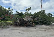 Scale of Rafael’s damage apparent on Brac after storm clouds clear Towering trees like this sea grape tree at the West End Cemetery in Cayman Brac were uprooted during Hurricane Rafael's passage on Tuesday night. - Photo: Reshma Ragoonath