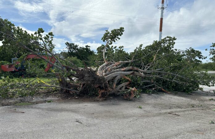 Uprooted trees Towering trees like this sea grape tree at the West End Cemetery in Cayman Brac were uprooted during Hurricane Rafael's passage on Tuesday night. - Photo: Reshma Ragoonath
