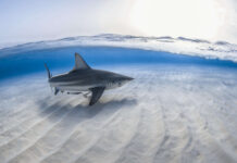 Illegal feeding of sharks puts divers at risk of attack, DoE warns A black tip shark swims at the Sandbar. Feeding sharks in Cayman is illegal. - Photo: Jason Washington