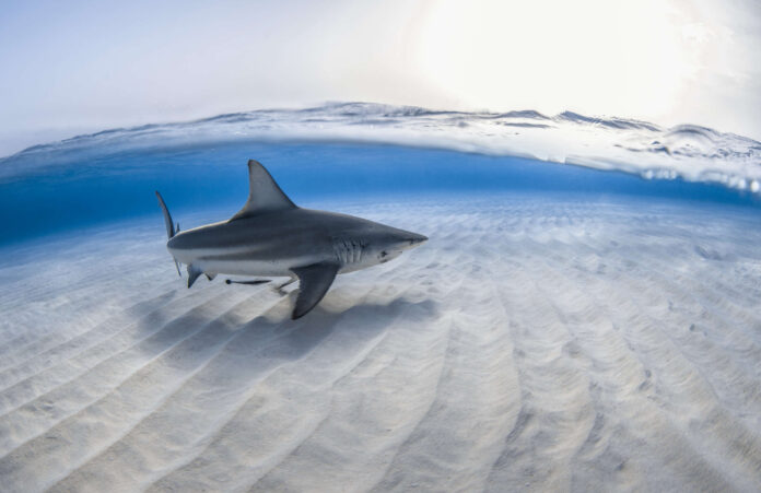 A black tip shark swims at the Sandbar. Feeding sharks in Cayman is illegal. - Photo: Jason Washington