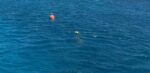 DoE calls for help to locate entangled turtle