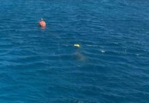 DoE calls for help to locate entangled turtle