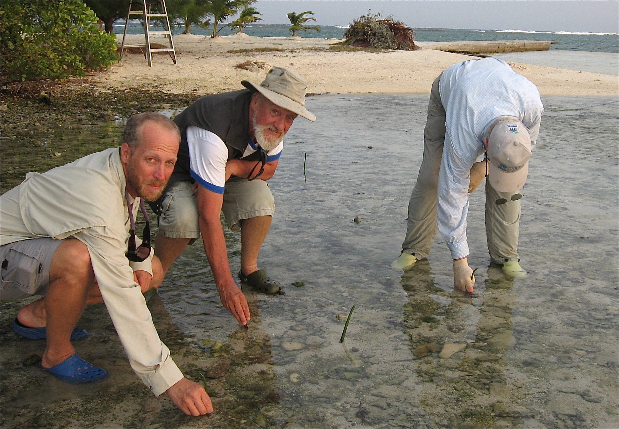 Jimmy Carter (far right) planting mangroves with Martin Keeley and Scott Duncan from Guanaja Mangrove Restoration planting