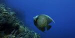 Film featuring Cayman waters set for global premiere The third instalment of the 'One Planet Insights' series from the Cayman Islands UK Office is set to debut this Friday. - Photo: One Planet Insights