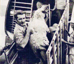50 years ago: Sheep come to Cayman; tribute to Capt. Allie Sheep