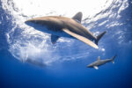 Cayman’s deep blue expanse offers challenges and unknown potential Oceanic whitetip sharks in the deep blue - Photo: Jason Washington