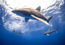 Cayman’s deep blue expanse offers challenges and unknown potential Oceanic whitetip sharks in the deep blue - Photo: Jason Washington