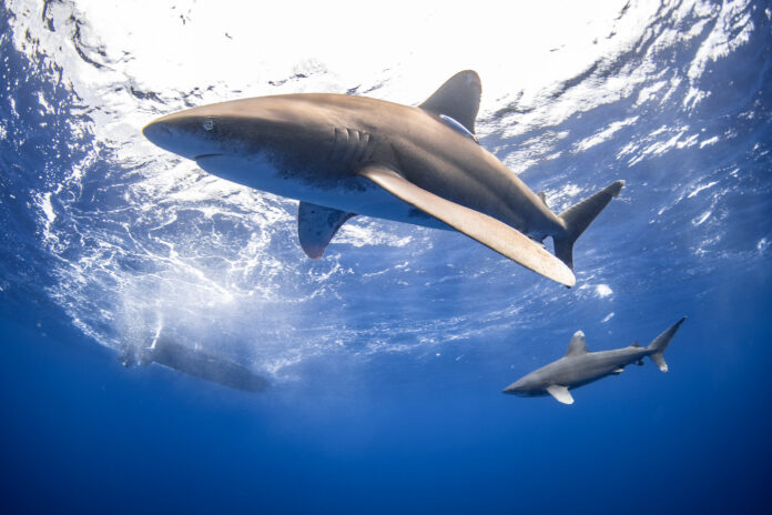 Shark 3 Oceanic whitetip sharks in the deep blue - Photo: Jason Washington