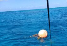 Boat captain rescues entangled turtle