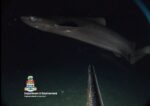 Rare deep-sea shark found in Cayman waters