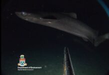 Rare deep-sea shark found in Cayman waters